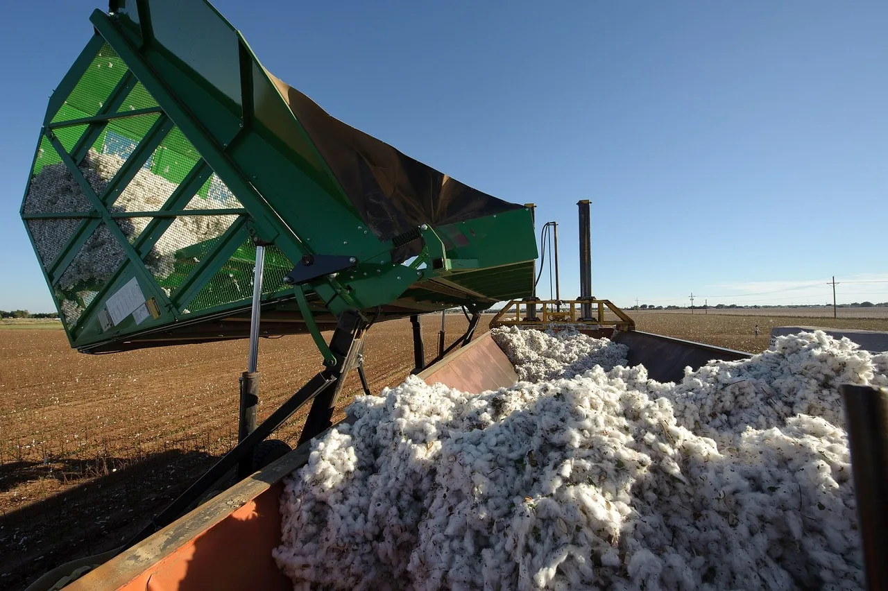 A boll buggy tipping its basket of harvested cotton into a module builder during the cotton harvest on the South Plains near Lubbock