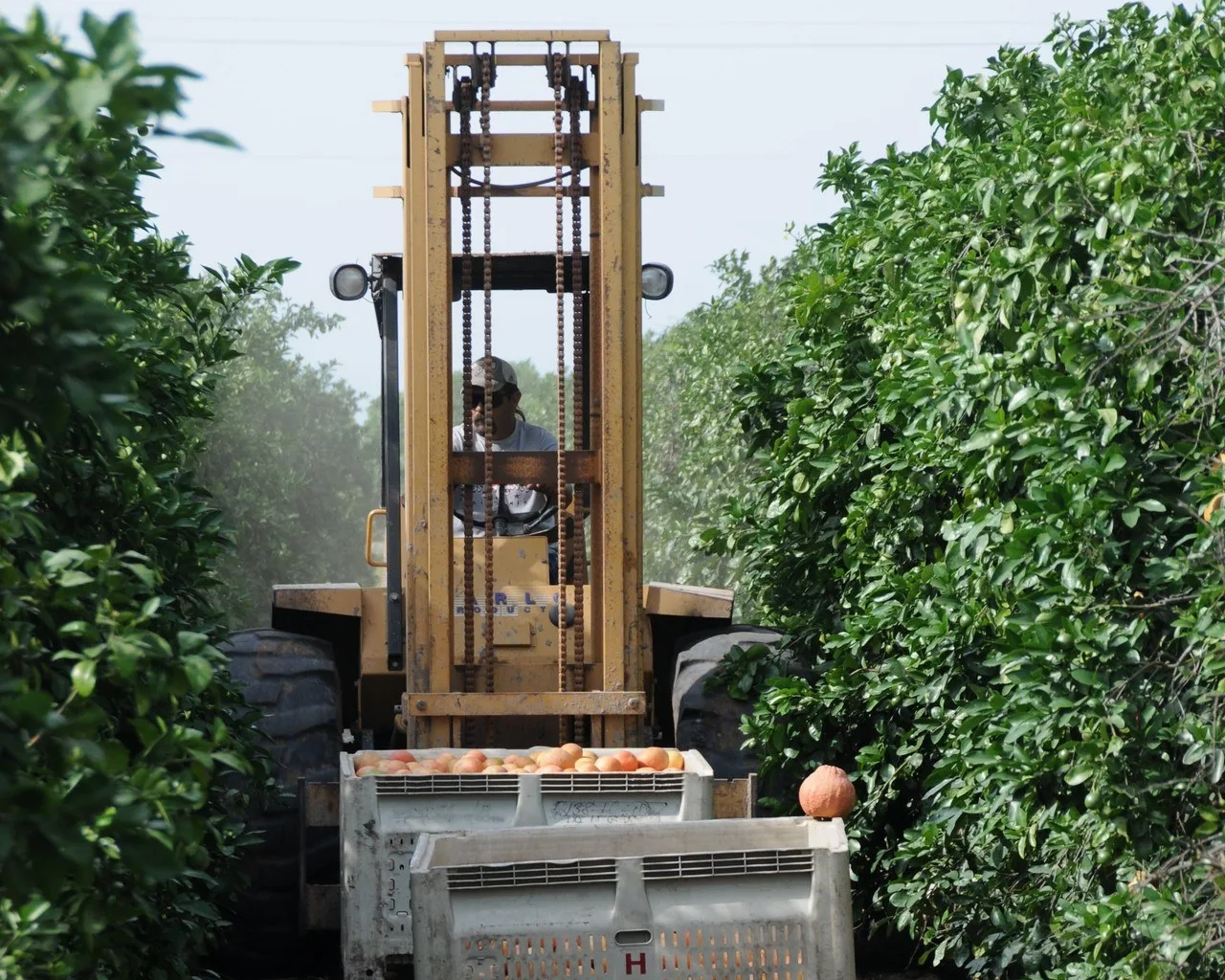 A rough-terrain forklift with a tall mast carrying two bins of grapefruit down a row in a citrus grove in the Lower Rio Grande Valley