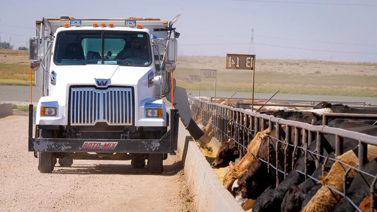 A white Western Star feed truck with a Roto-Mix mixer body driving along the feed bunk while cattle eat at Dawn Cattle Feeders, a feedyard in Canyon, Texas