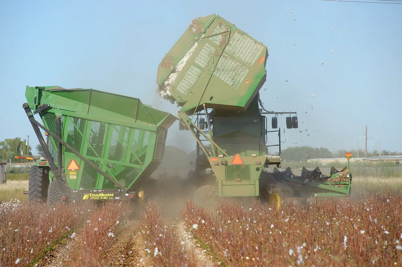 A green cotton stripper tipping its raised basket of cotton into a boll buggy in a field on the South Plains near Lubbock